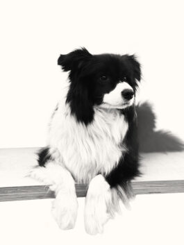 Tom Darmon Architecture